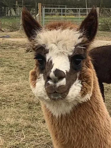 Handsome Eric