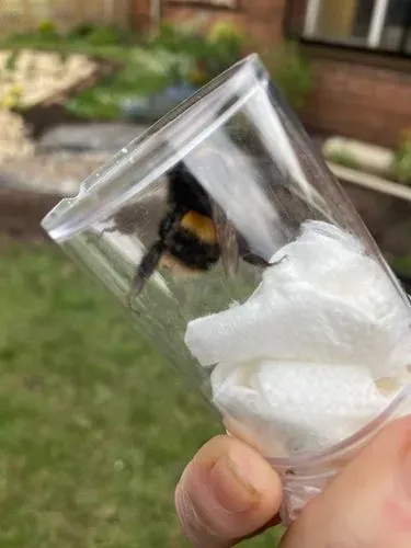 bumblebee survey