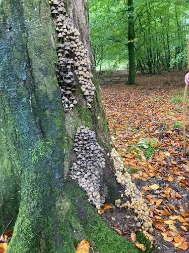 bracket fungus - wentwood