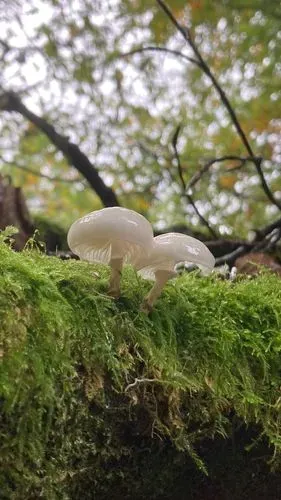 mushroom