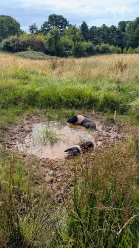 2 pigs in a puddle