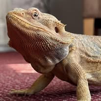Bearded dragon