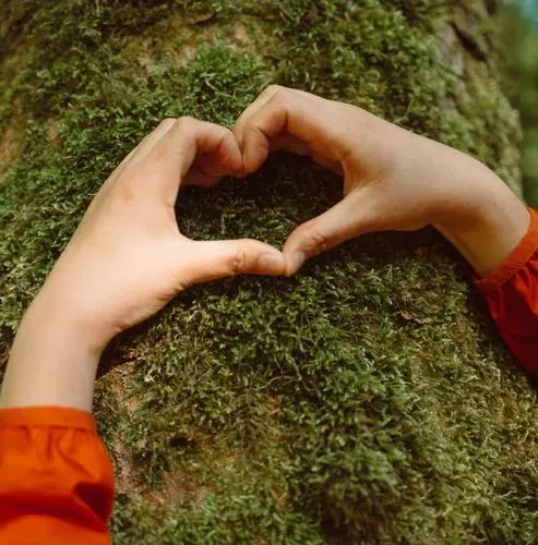 A child's hands making a heart shape on a tree trunk covered in moss.