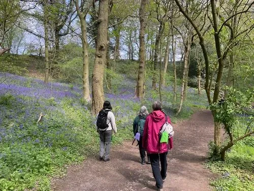 Three women with ruck-sacs on walking on a path through a woodland with bluebells carpeting both sides of the path.