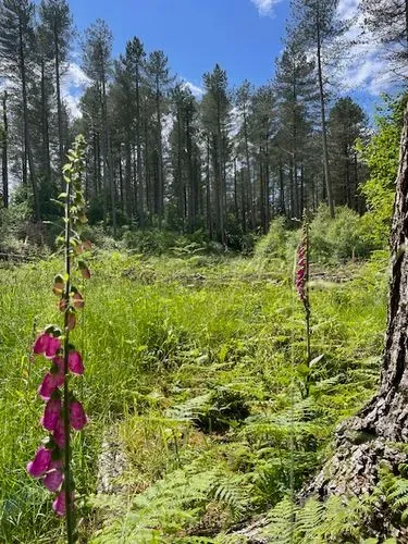 Image of pine woodland, blue sky and a pink fox glove in the foreground. 