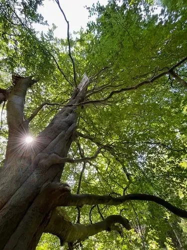 An image of an ancient beech tree looking up into the canopy with sun light shining through the branches. 