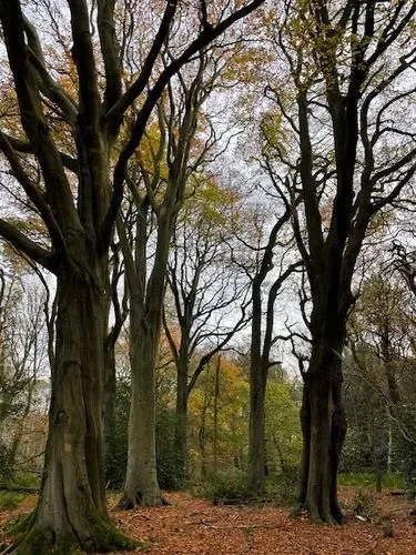 An image of an ancient beech woodland in autumn with orange leaves carpeting the woodland floor.. 