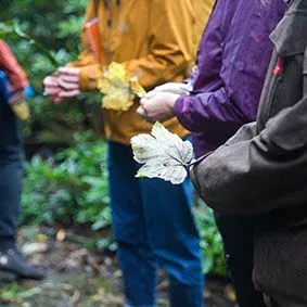 the arms of 3 individuals standing outside, with raincoats on each holding an autumn leaf. 