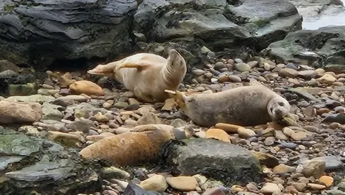 Seals at St. Mary's Lighthouse