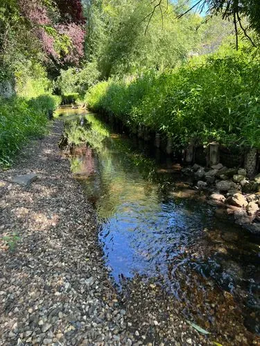 A river channel in summer with gravels and plants 