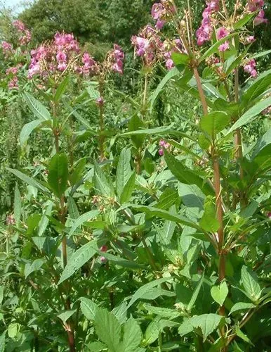 Himalayan Balsam 