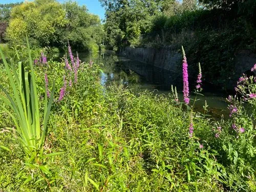 A view of the pond in summer with many different plant species 