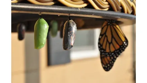 A photo showing the changes that take place when a caterpillar evolves into a butterfly