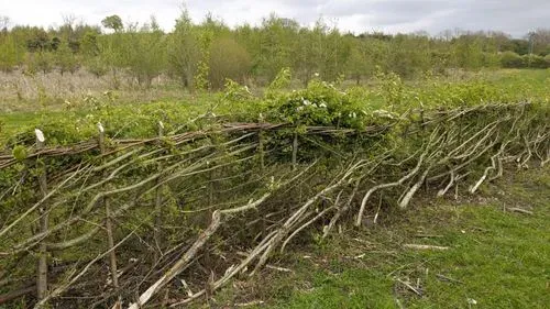 Laid hedge with white flowers