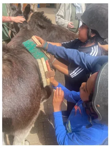 Brushing the donkeys