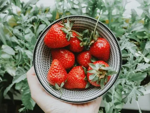 healthy picnc