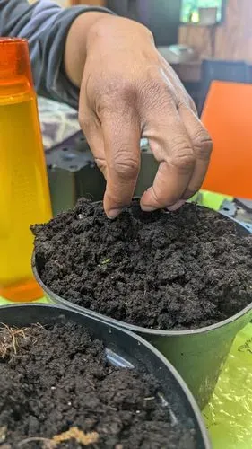 a hand planting seeds in a pot of soil