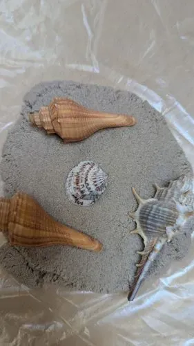 sand with seashells on a table
