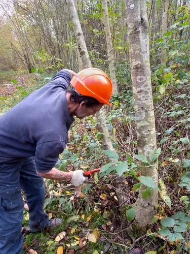 One of our volunteers using tree felling techniques to fell dead trees on site.