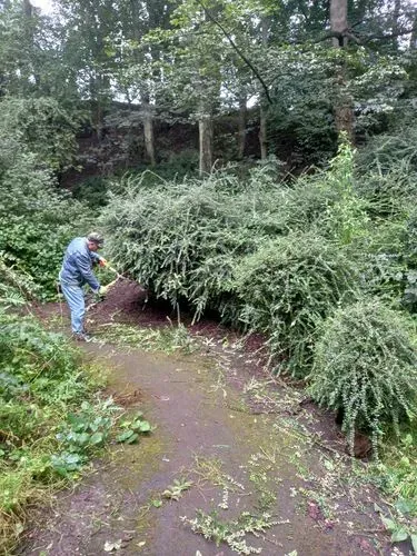 One of our volunteers pruning back bushes using a pair of loppers to stop it overgrowing onto pathways.