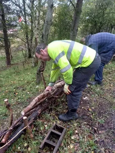 Two of our green gym using branches, logs or fallen trees to rebuild the dead hedge along our woodland path. 