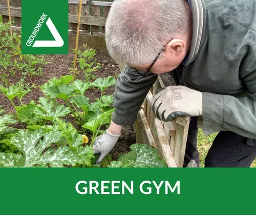 One of our green gym volunteers harvesting fresh courgettes from our allotment at West Boldon Lodge during one of our green gym sessions.