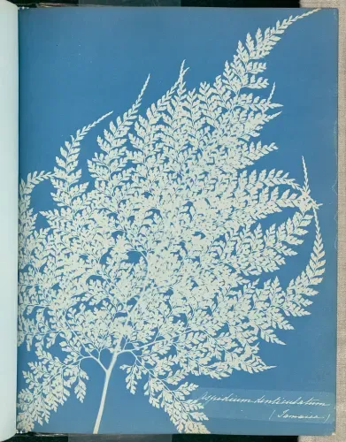 images of cyanotype prints